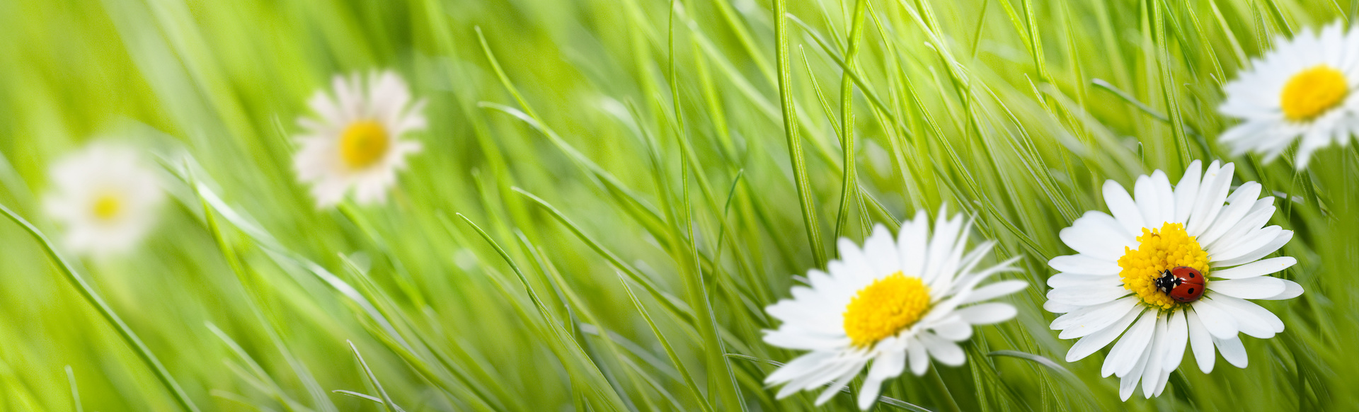fleur pâquerette et herbe verte avec une coccinelle et un pré