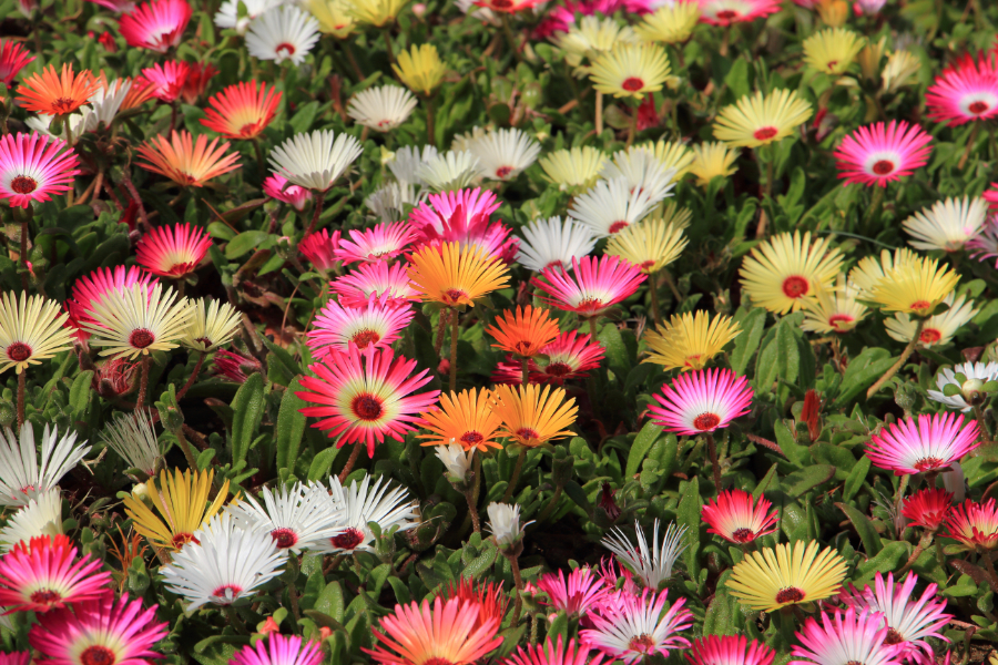 Graines De Ficoïde Tapis Magique - 200 Graines, Fleurs Mixtes, Plante Vivace Couvre-Sol - Pour Jardin, Balcon