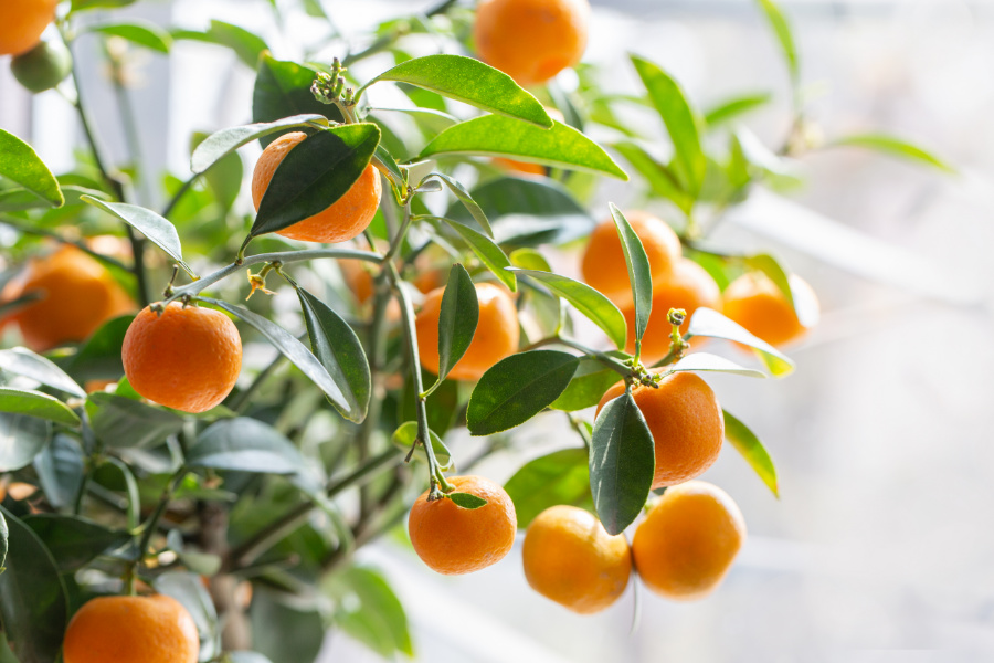 MANDARINIER SATSUMA Pépinières du Flayosquet